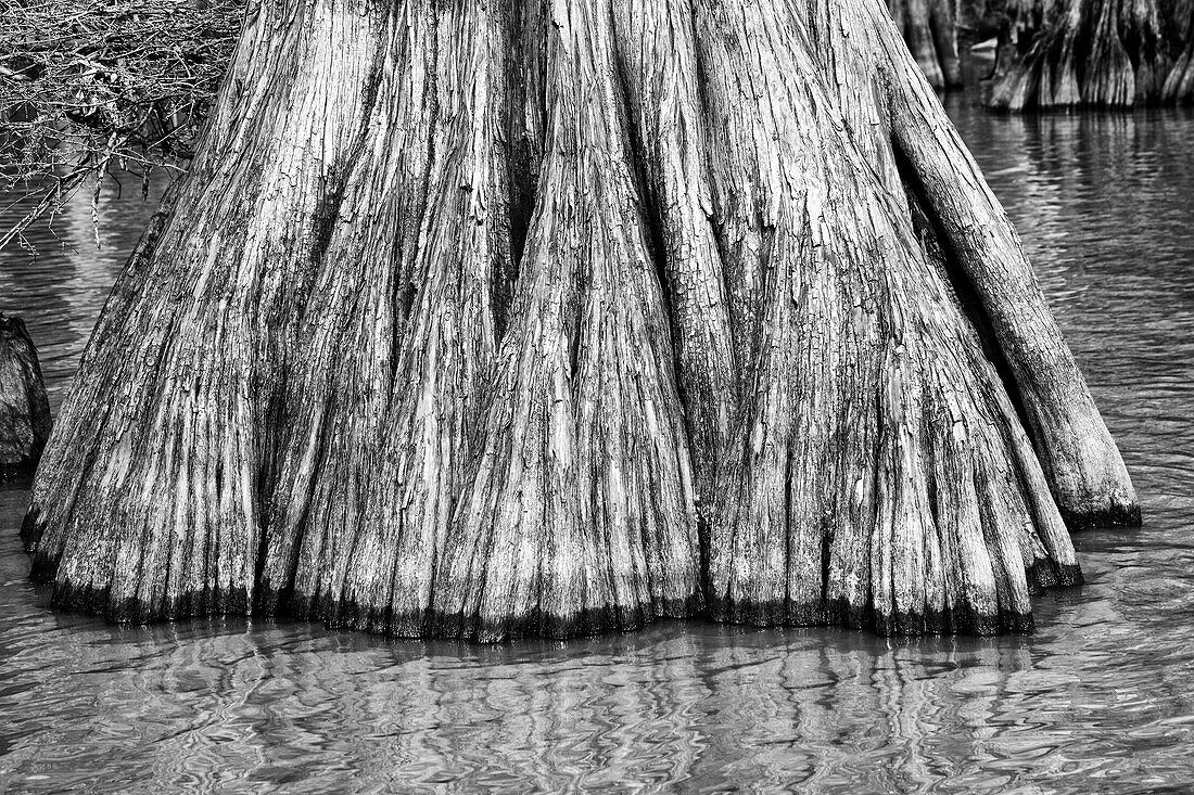 Close up of an old-growth bald cypress tree trunk in Lake Dauterive in the Atchafalaya Basin or Swamp in Louisiana.