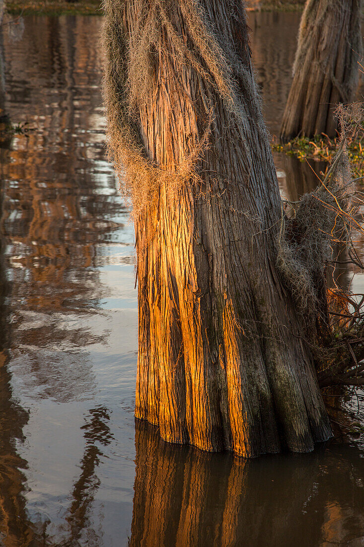 Spanish moss on a bald cypress tree trunk in a lake in the Atchafalaya Basin in Louisiana.