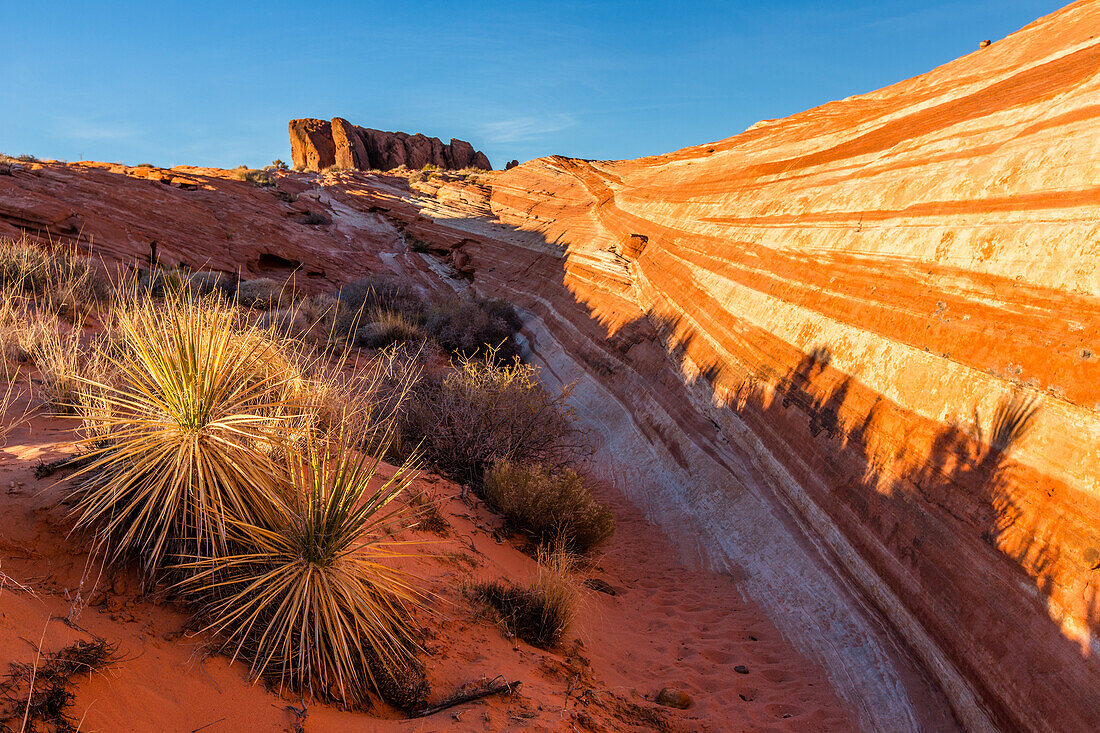 Shadows of yucca plants on the eroded Aztec sandstone of Valley of Fire State Park in Nevada. Note the cross-bedding in the sandstone.