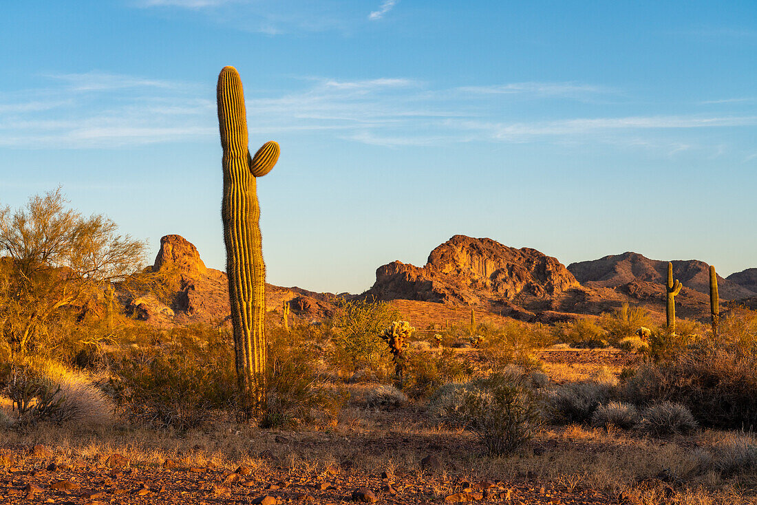 Saguaro-Kakteen mit den Plomosa Mountains in der Sonoran-Wüste bei Quartzsite, Arizona