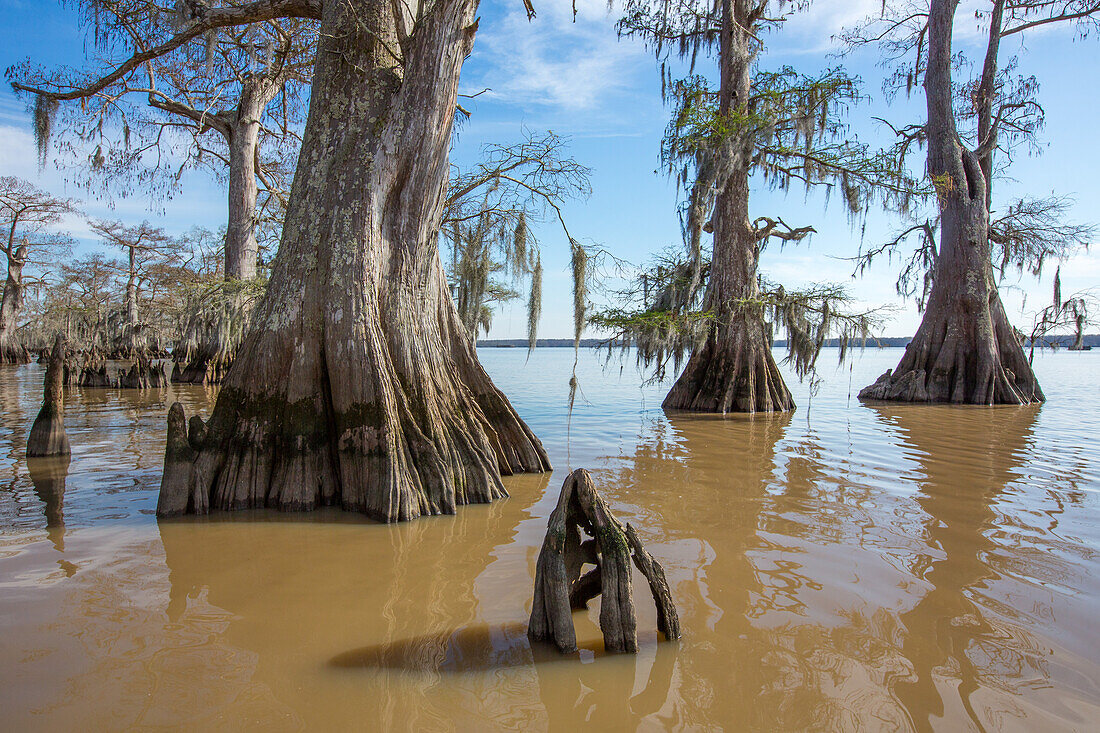 Old-growth bald cypress trees in Lake Dauterive in the Atchafalaya Basin or Swamp in Louisiana.