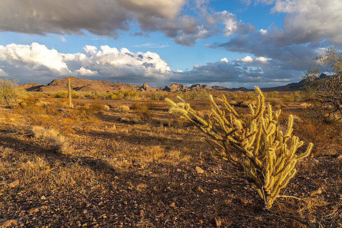 Buckhorn Cholla, Cylindropuntia acanthocarpa, in der Sonoran-Wüste bei Quartzsite, Arizona, bei Sonnenuntergang. Im Hintergrund die Plomosa Mountains