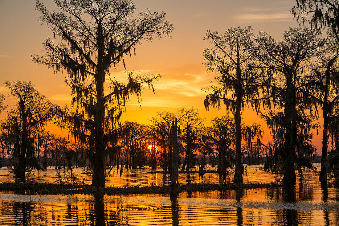 Colorful skies at sunrise over bald cypress trees in a lake in the Atchafalaya Basin in Louisiana.