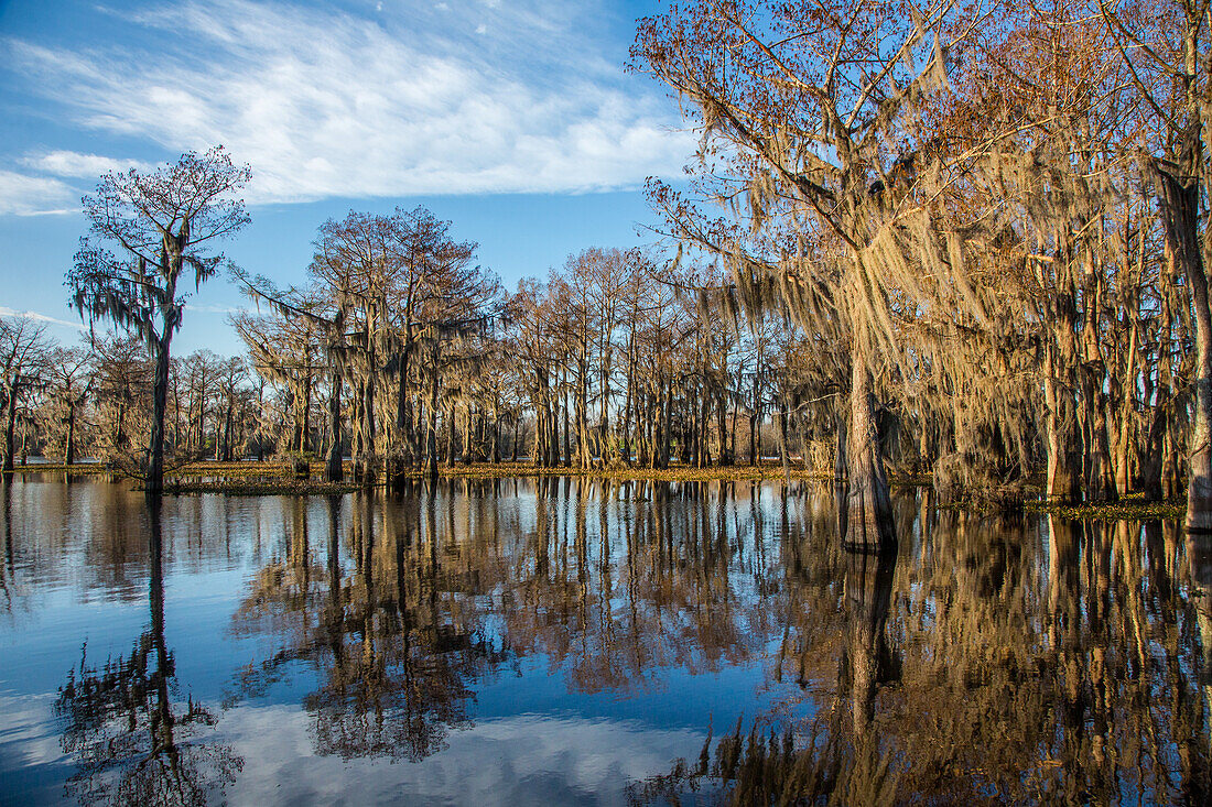 Bald cypress trees draped with Spanish moss reflected in a lake in the Atchafalaya Basin in Louisiana. Invasive water hyacinth covers the water.