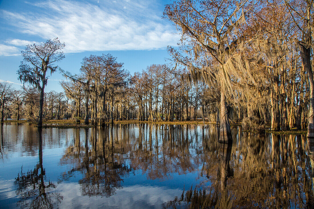 Kahle, mit spanischem Moos bewachsene Zypressen spiegeln sich in einem See im Atchafalaya-Becken in Louisiana. Die invasive Wasserhyazinthe bedeckt das Wasser