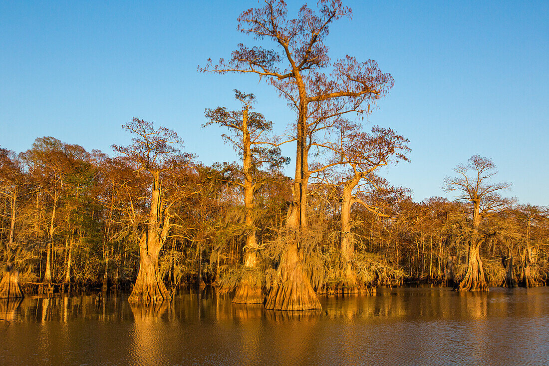 Old-growth bald cypress trees in Lake Dauterive draped with Spanish moss in the Atchafalaya Basin or Swamp in Louisiana.