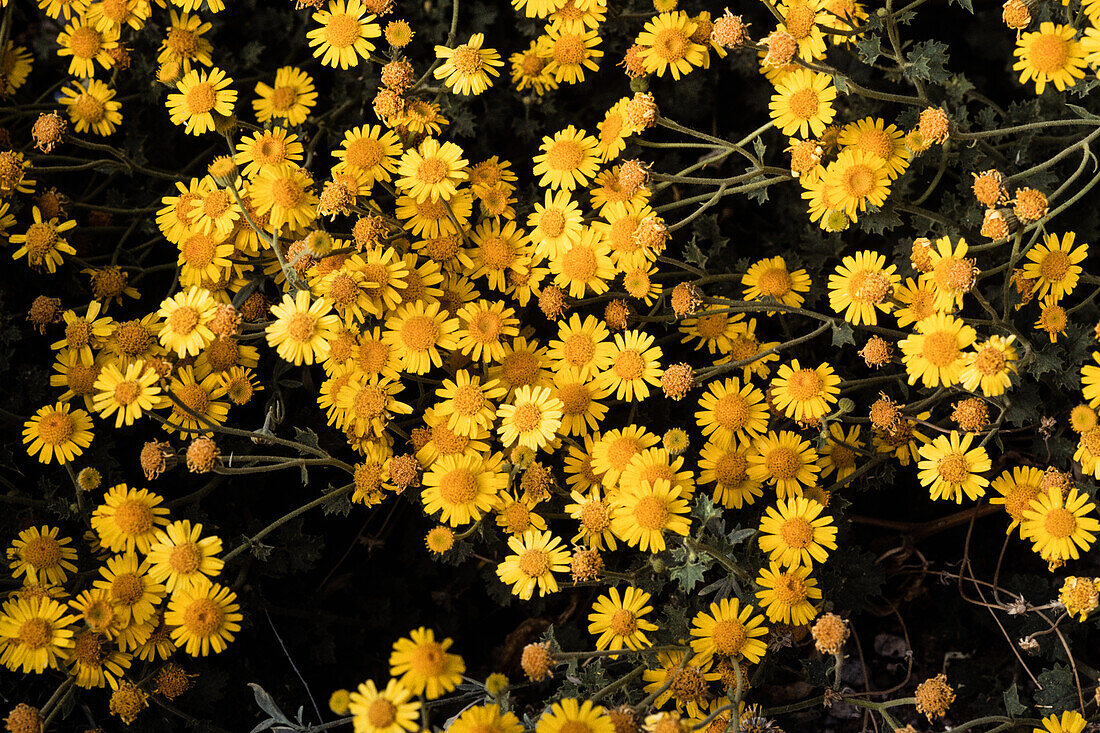 Parry's Rockdaisy, Perityle parryi, blüht im Frühjahr im Big Bend National Park in Texas