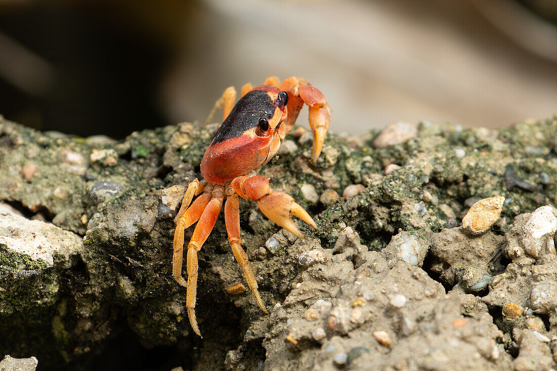 Eine Schwarze Landkrabbe, Gecarcinus lateralis, an einer Mauer in der Nähe des Strandes von Juan Dolio, Dominikanische Republik