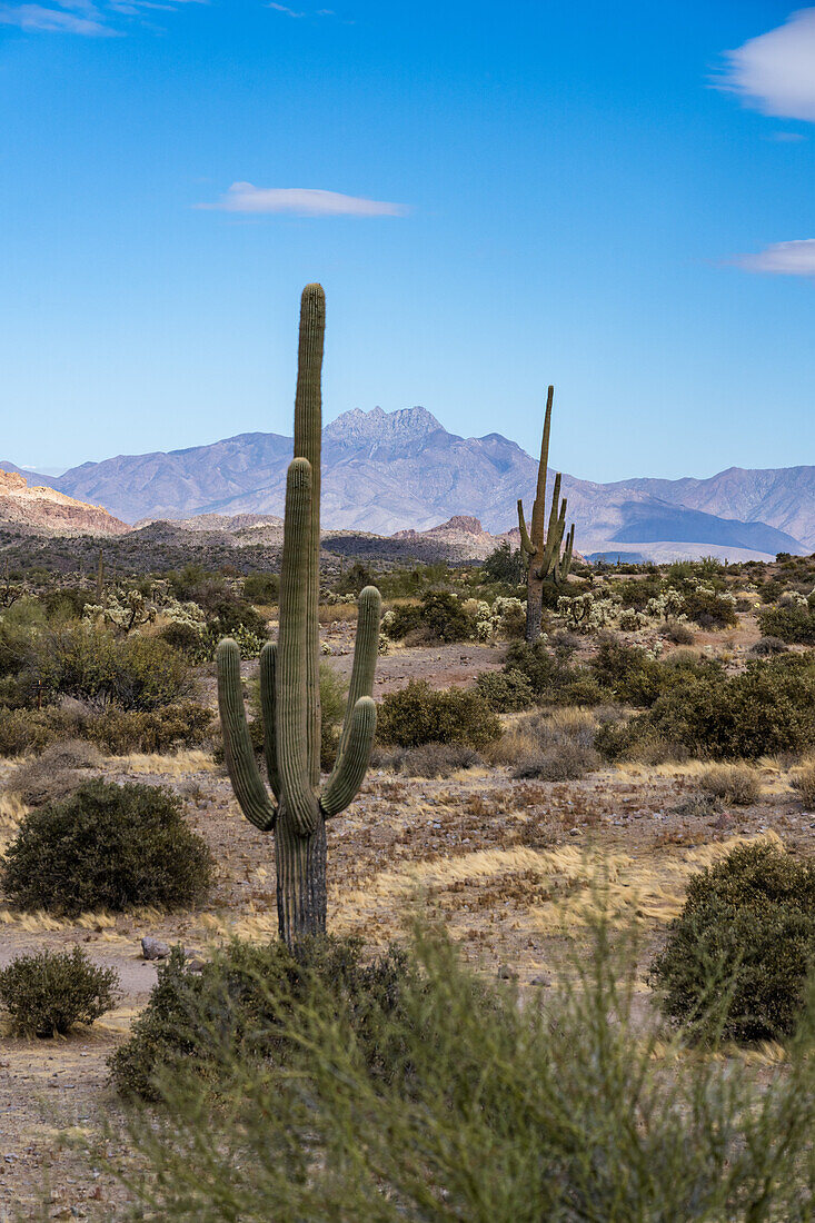 Saguaro-Kakteen umrahmen die Four Peaks. Lost Dutchman State Park, Apache Junction, Arizona