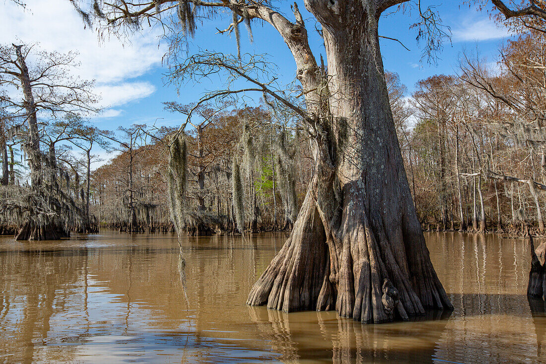 Old-growth bald cypress trees in Lake Dauterive in the Atchafalaya Basin or Swamp in Louisiana.