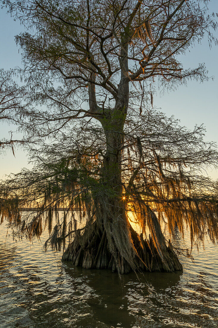 Altgewachsene Sumpfzypressen im Dauterive-See, bedeckt mit spanischem Moos bei Sonnenuntergang im Atchafalaya-Becken in Louisiana