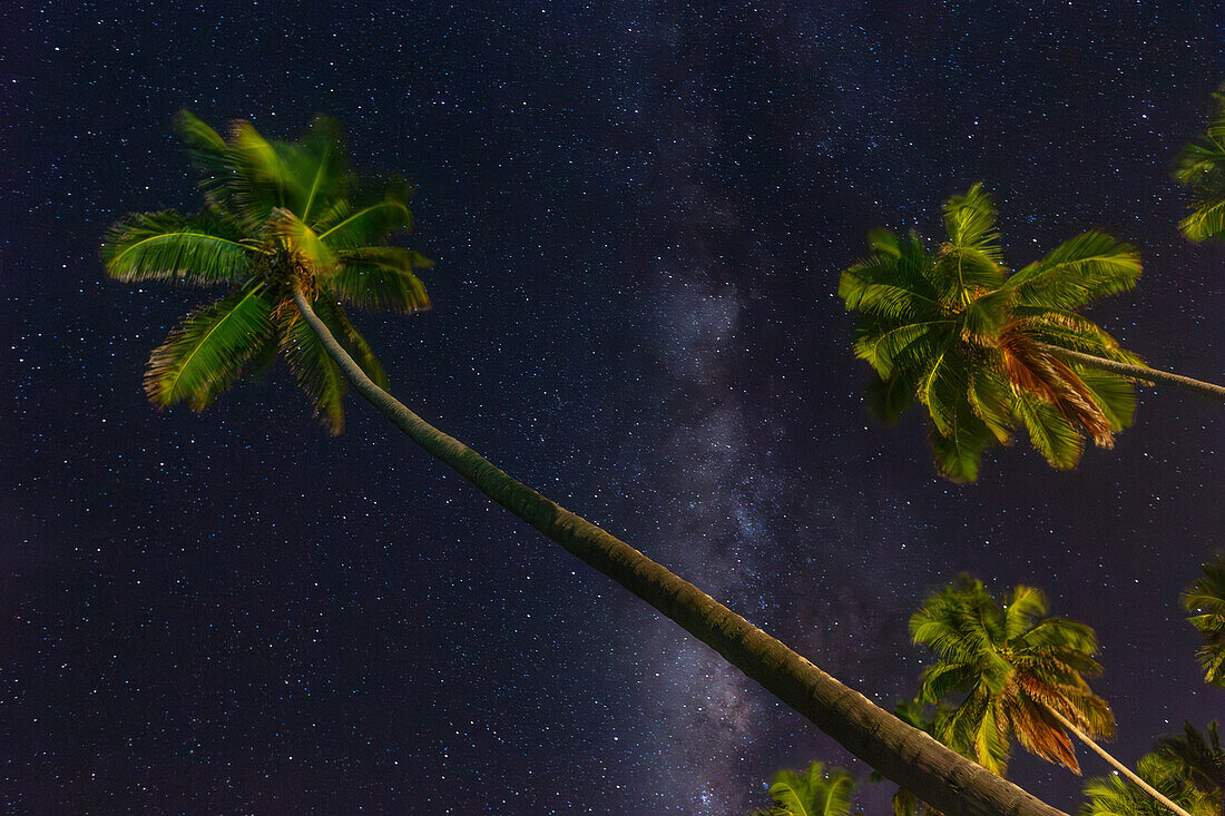 The Milky Way and palm trees at night, Dominican Republic.. The palms are lit with artificial lights.