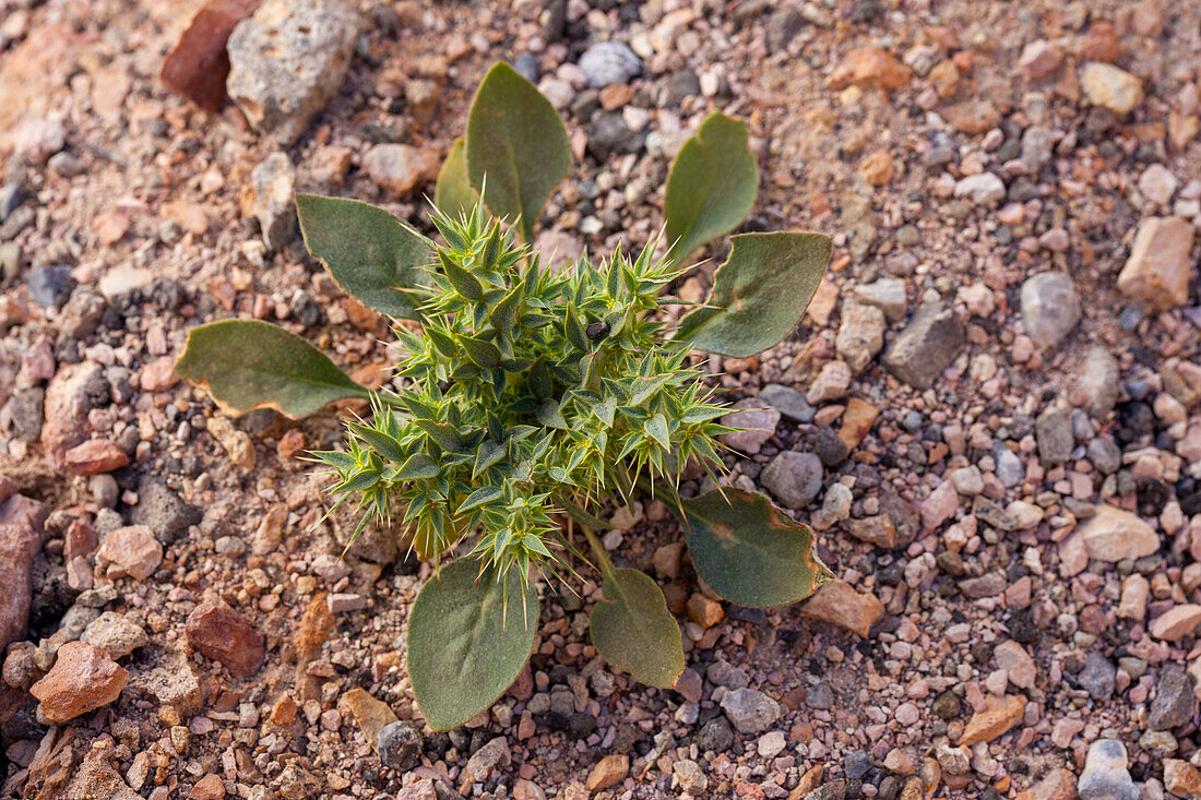 Devils Spineflower, Chorizanthe rigida, in bloom in spring in Death Valley National Park in the Mojave Desert in California.