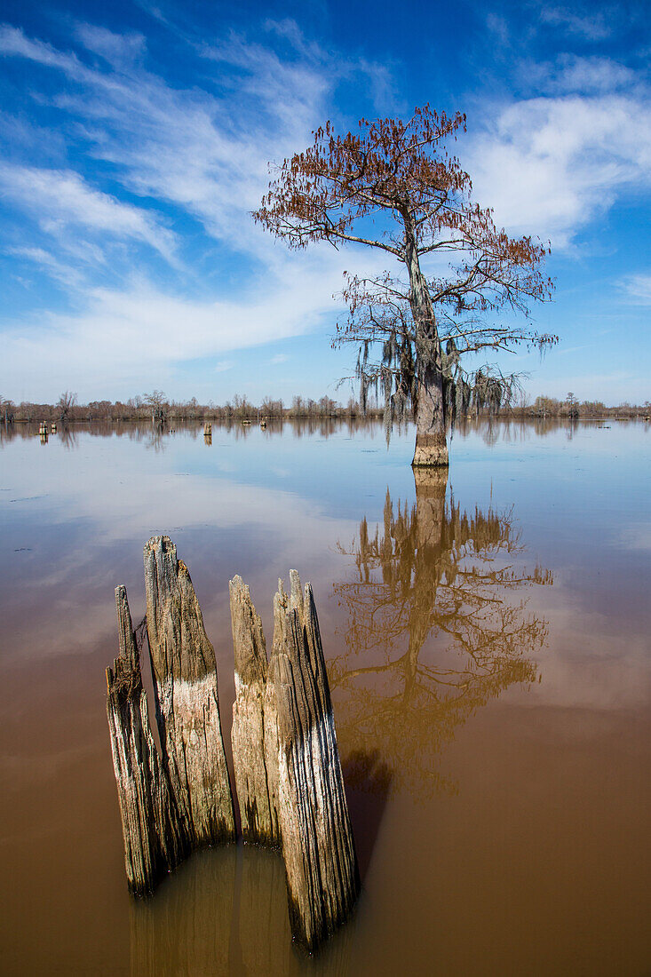 Eine Sumpfzypresse und ein übrig gebliebener Baumstumpf spiegeln sich in einem See im Henderson-Sumpf im Atchafalaya-Becken in Louisiana