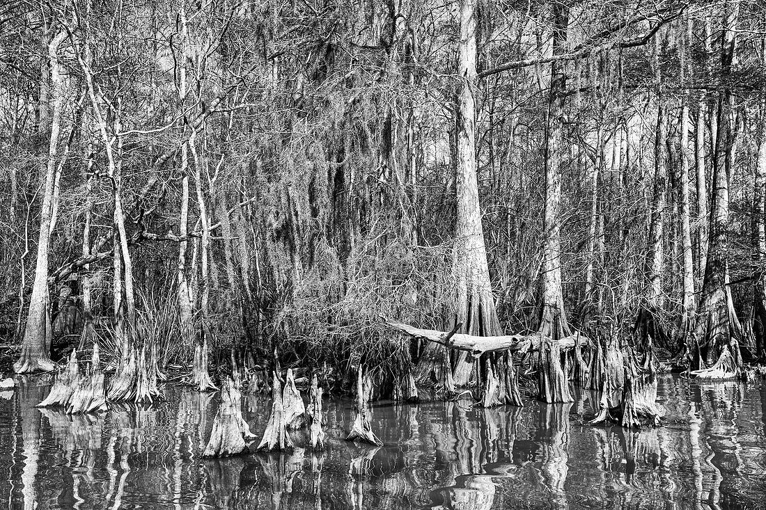 Cypress knees and bald cypress trees in Lake Dauterive in the Atchafalaya Basin or Swamp in Louisiana.
