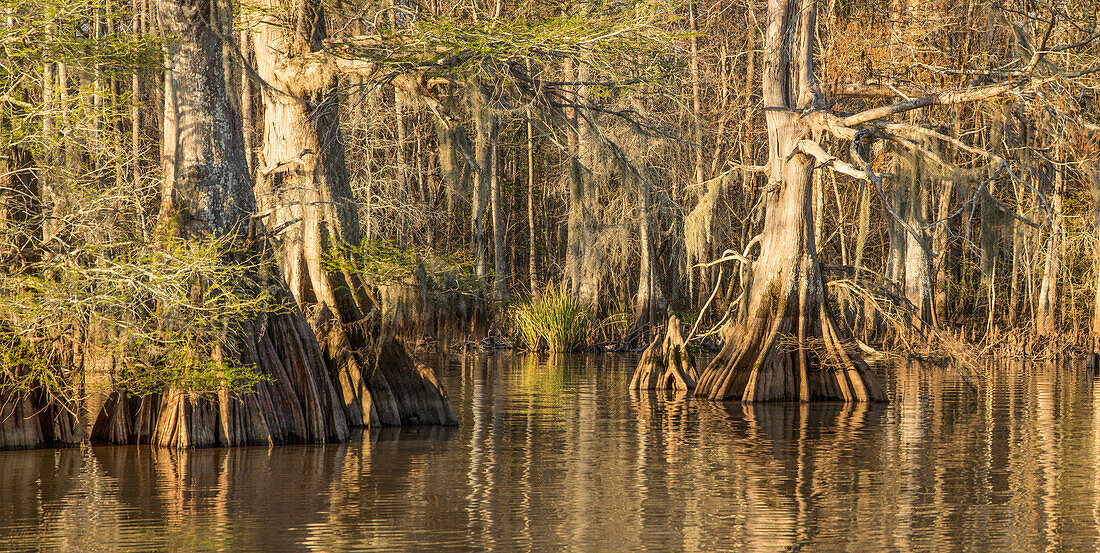 Old-growth bald cypress trees in Lake Dauterive in the Atchafalaya Basin or Swamp in Louisiana.