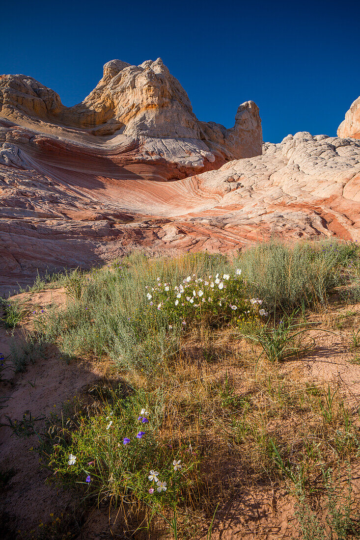 Wildflowers in bloom in the White Pocket Recreation Area, Vermilion Cliffs National Monument, Arizona.