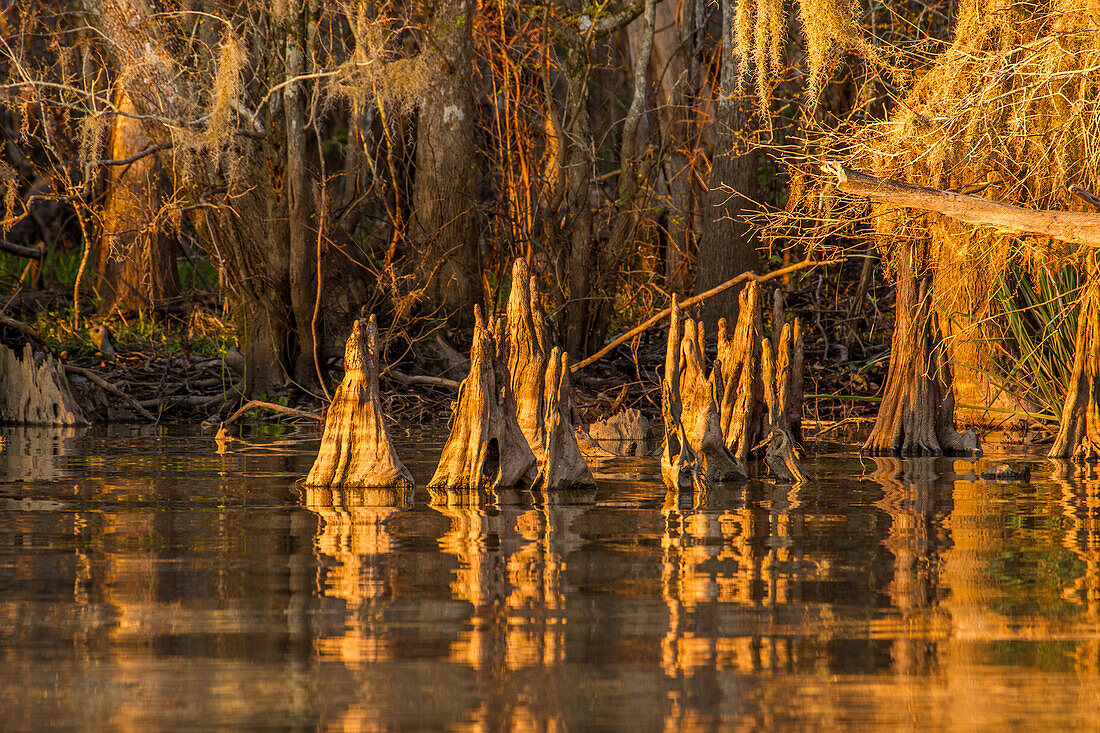 Zypressenknie von Sumpfzypressen bei Sonnenuntergang im Dauterive-See im Atchafalaya-Becken oder -Sumpf in Louisiana