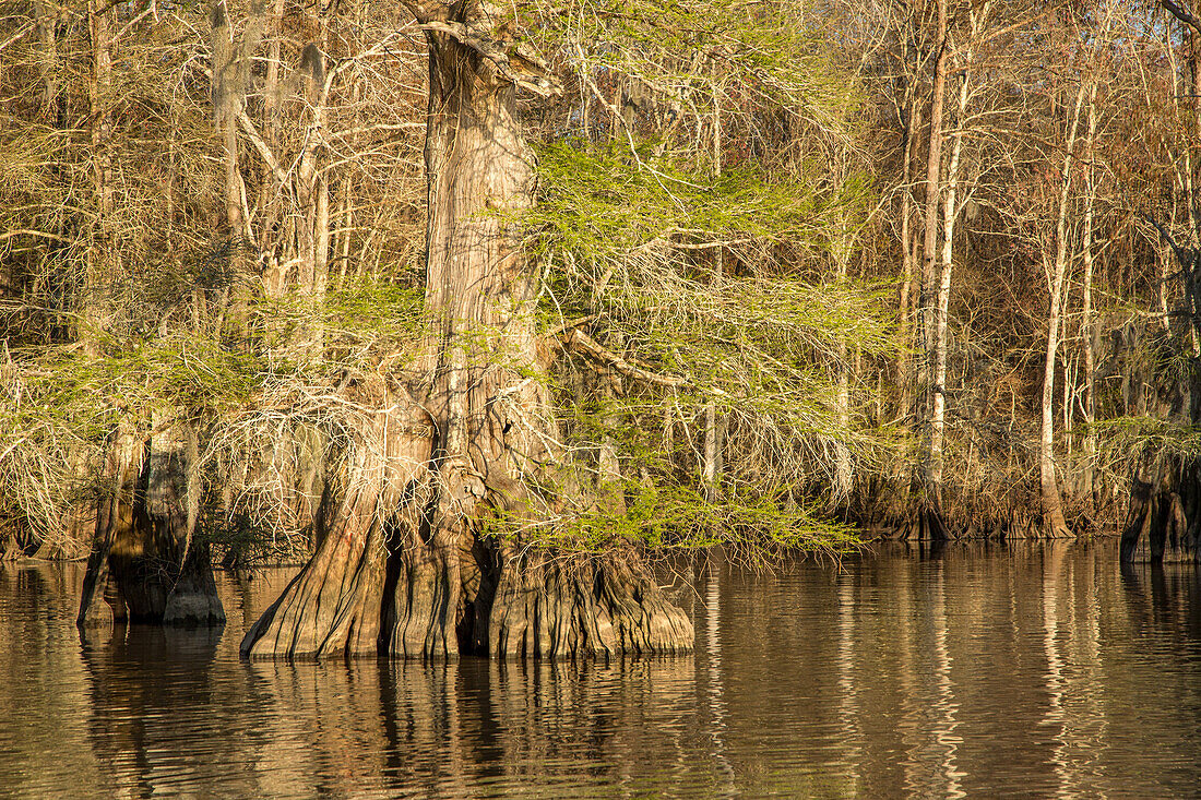 Altgewachsene Sumpfzypressen im Dauterive-See im Atchafalaya-Becken oder -Sumpf in Louisiana