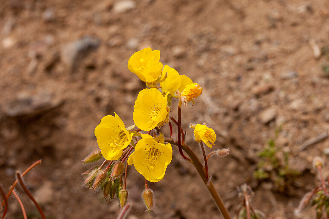 Golden Evening-Primrose, Camissonia brevipes, in bloom in spring in Death Valley National Park in the Mojave Desert in California.