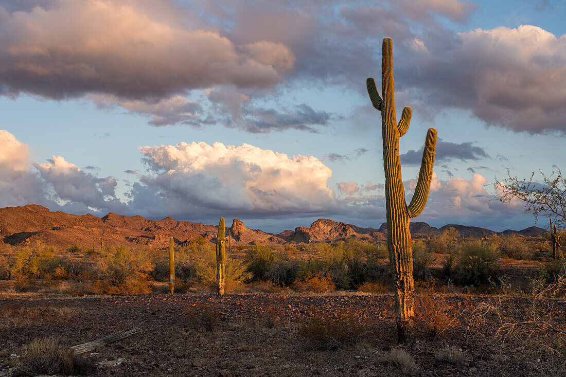 Saguaro-Kakteen mit den Plomosa Mountains bei Sonnenuntergang in der Sonoran-Wüste bei Quartzsite, Arizona