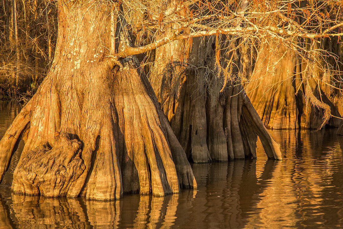 Old-growth bald cypress tree trunks in Lake Dauterive in the Atchafalaya Basin or Swamp in Louisiana.