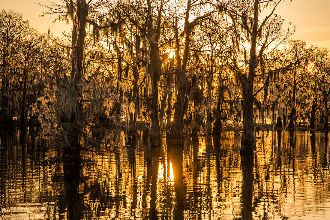 Das Licht des Sonnenaufgangs zeichnet die Silhouetten der mit spanischem Moos bedeckten Sumpfzypressen in einem See im Atchafalaya-Becken in Louisiana.