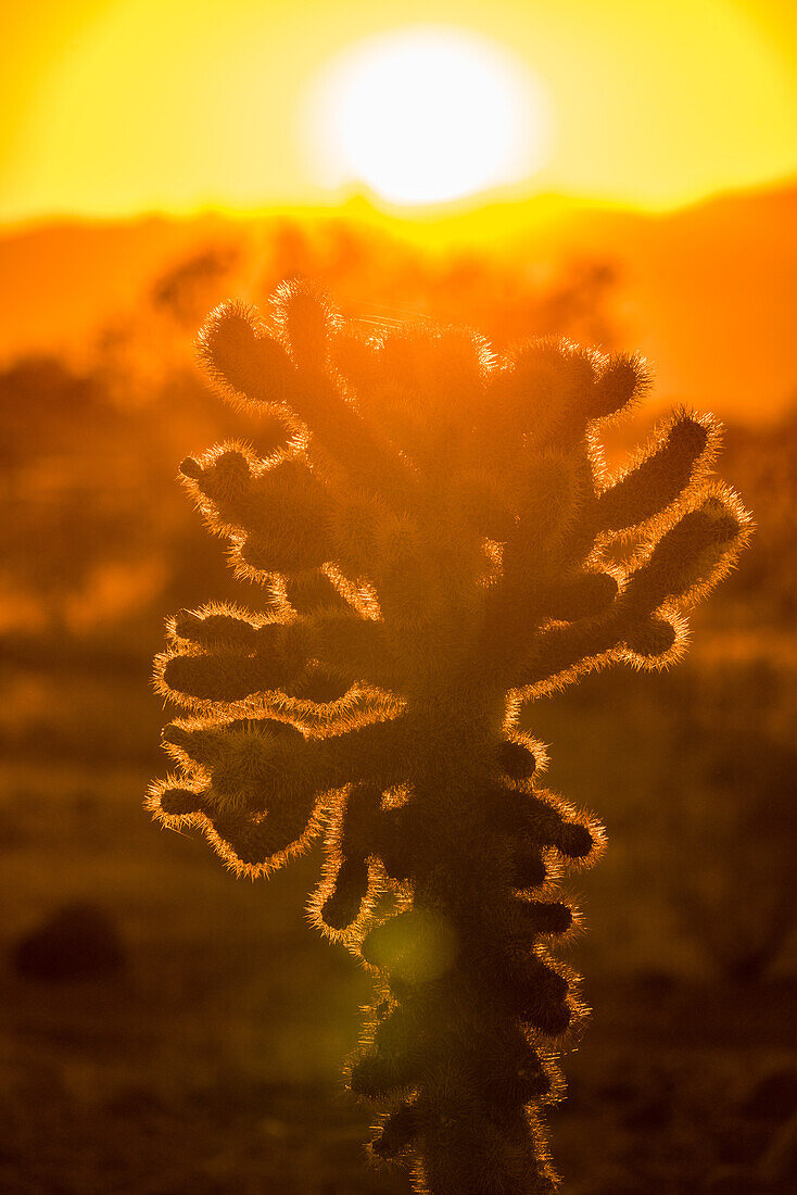 Teddy Bear Cholla, Cylindropuntia bigelovii, in der Sonoran-Wüste bei Quartzsite, Arizona