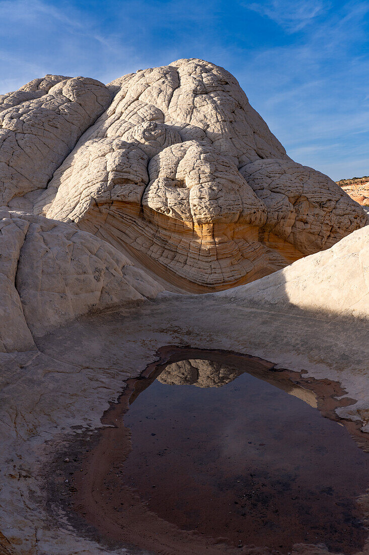 Brain Rock spiegelt sich in einem ephemeren Pool in der White Pocket Recreation Area, Vermilion Cliffs National Monument, Arizona. Auch bekannt als Pillow Rock, eine Form des Navajo-Sandsteins