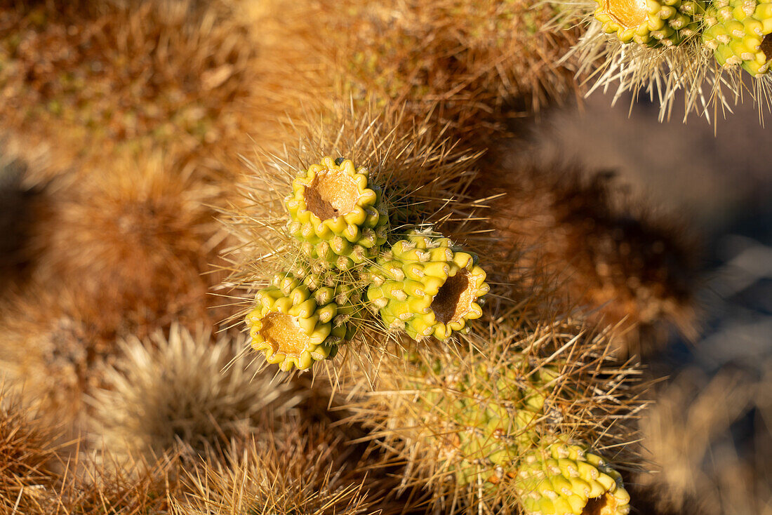Früchte der Teddy Bear Cholla, Cylindropuntia bigelovii, in der Sonoran-Wüste bei Quartzsite, Arizona