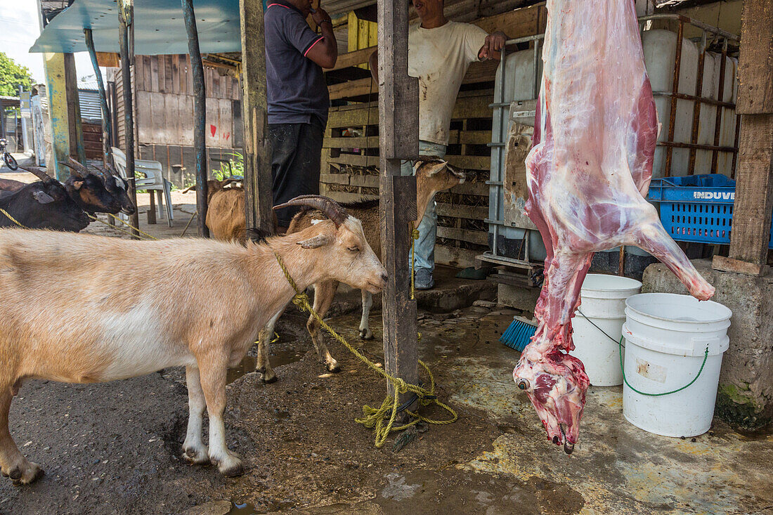 Ziegen warten am Straßenrand in der Dominikanischen Republik darauf, geschlachtet und zum Verkauf aufgehängt zu werden. Im Hintergrund sieht man die geschlachteten Kadaver hängen. Ziegenfleisch, oder Chivo, ist dort ein sehr beliebtes Gericht