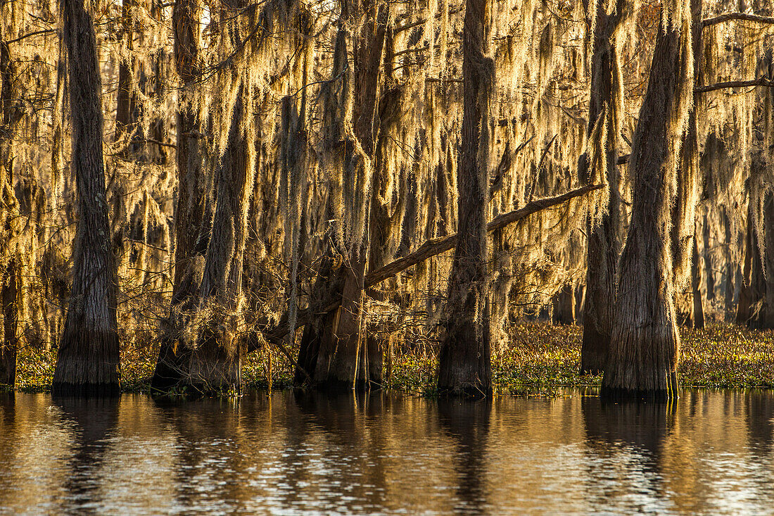 Spanish moss hangs from bald cypress trees in a lake in the Atchafalaya Basin in Louisiana.
