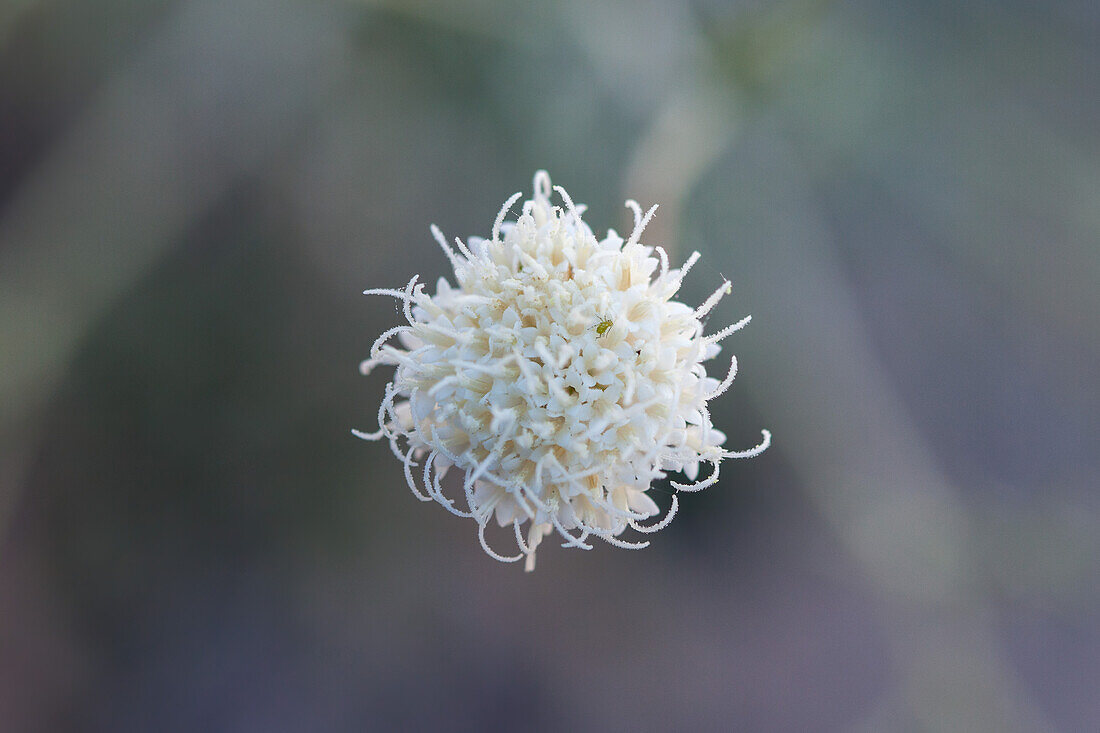 Kieselsteinbrech, Chaenactis carphoclinia, blüht im Frühling im Death Valley National Park in der Mojave-Wüste in Kalifornien