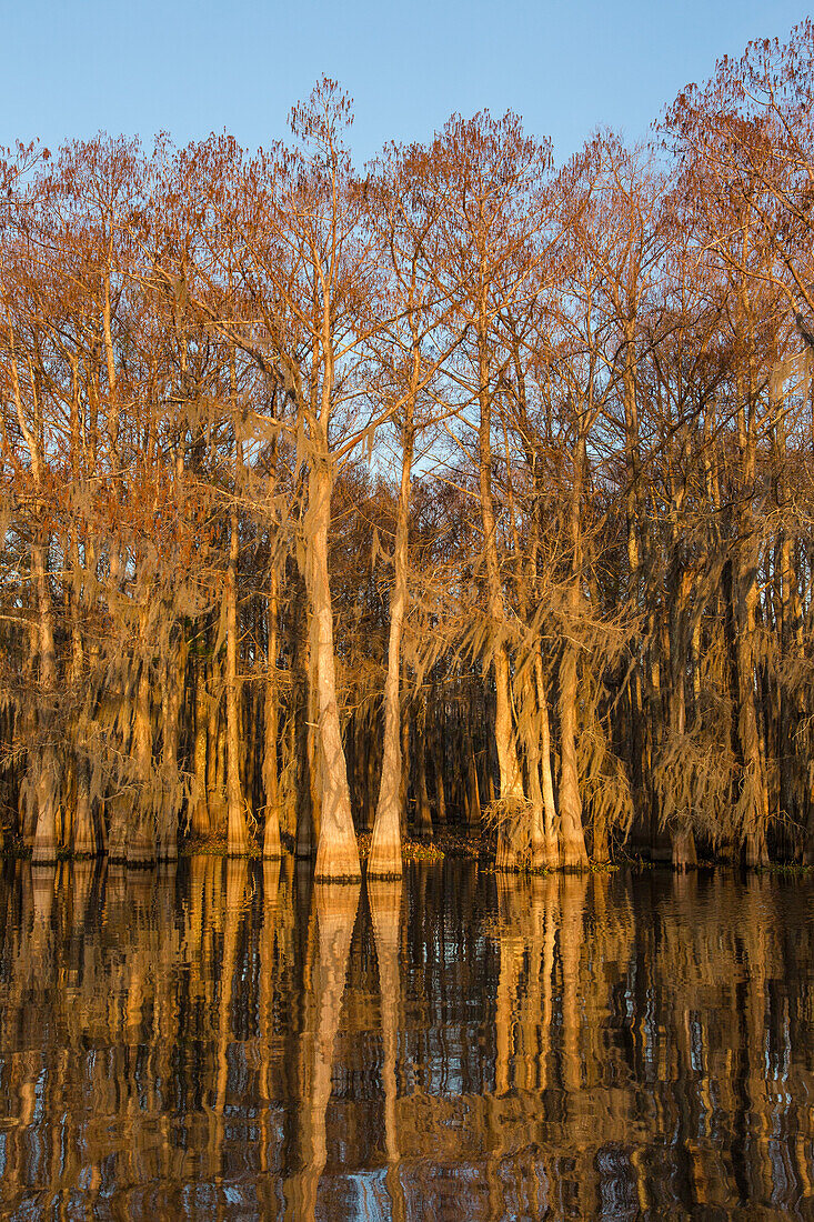 Golden sunrise light on bald cypress trees draped with Spanish moss reflected in a lake in the Atchafalaya Basin in Louisiana.