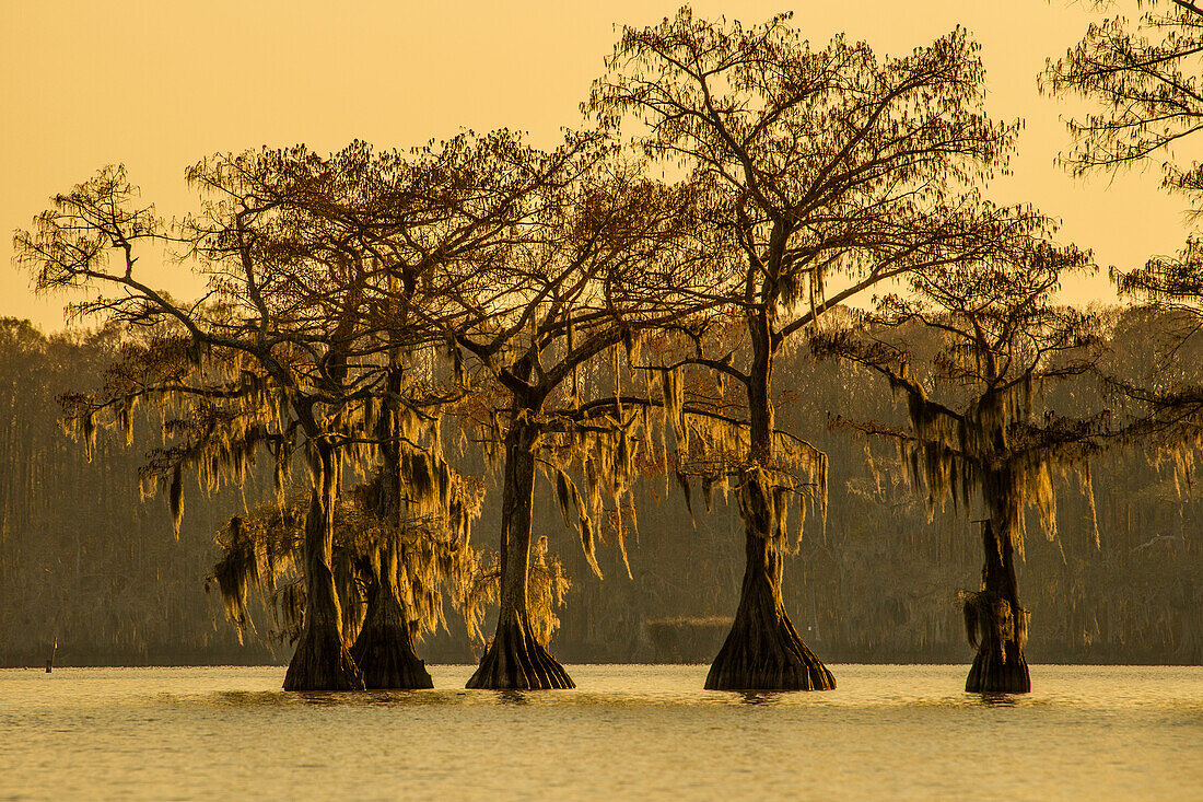 Spanish moss on old-growth bald cypress trees at sunset in Lake Dauterive in the Atchafalaya Basin in Louisiana.