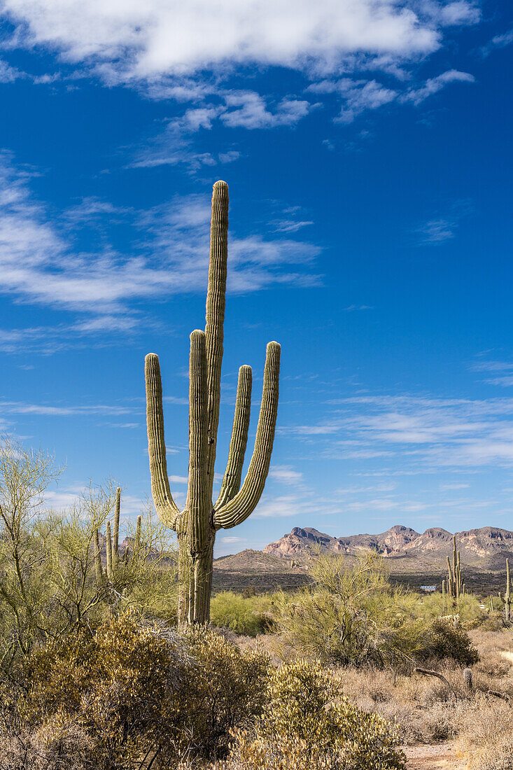 Saguaro-Kaktus im Lost Dutchman State Park, Apache Junction, Arizona