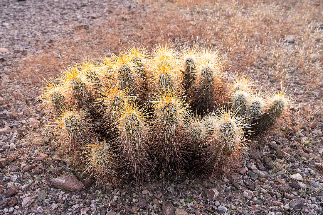 Engelmann's Hedgehog Cactus,