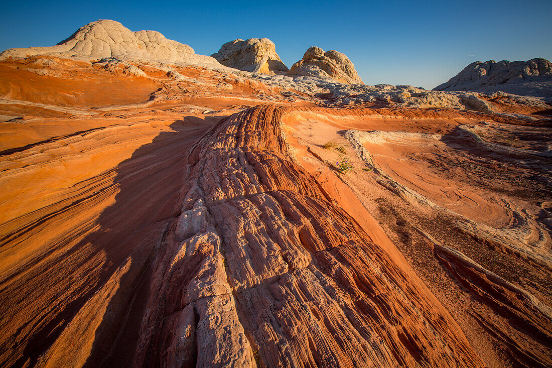 First light on the Dragon's Tail in the White Pocket Recreation Area, Vermilion Cliffs National Monument, Arizona.