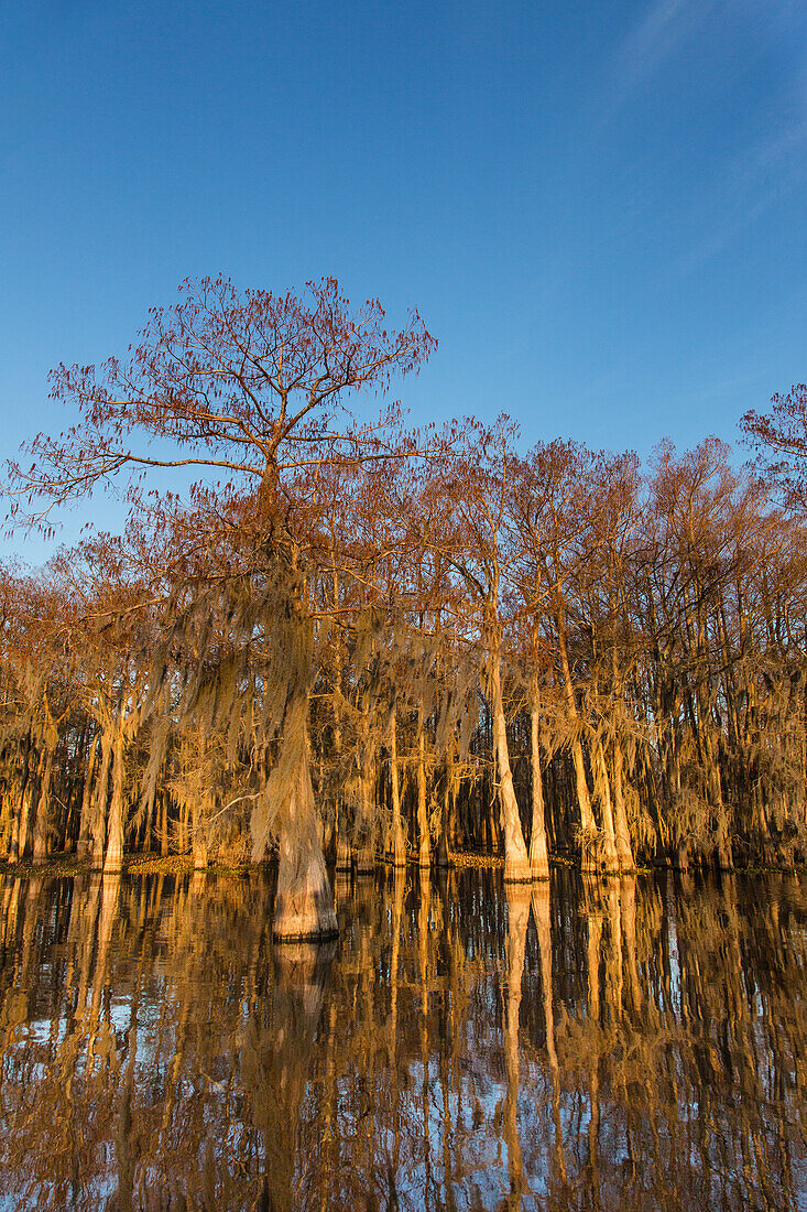 Goldenes Licht bei Sonnenaufgang auf mit spanischem Moos bedeckten Sumpfzypressen, die sich in einem See im Atchafalaya-Becken in Louisiana spiegeln