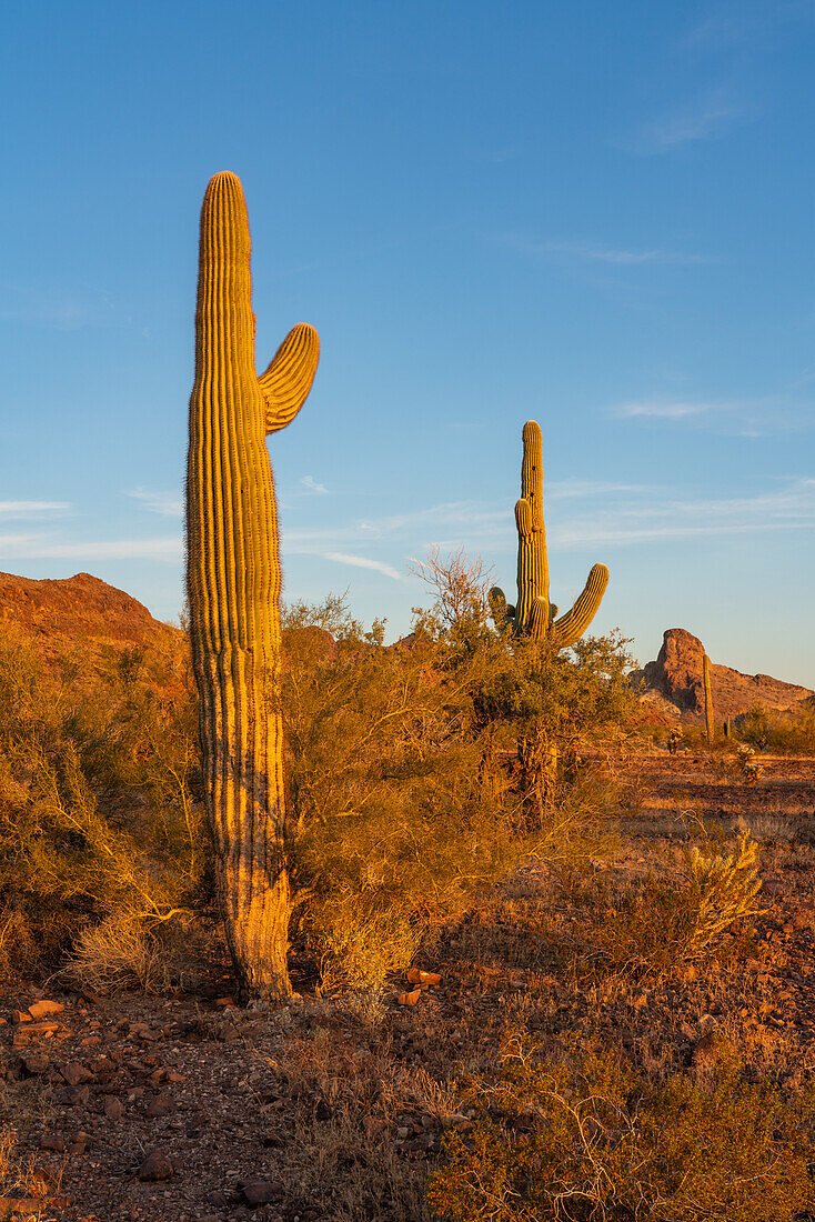 Saguaro-Kakteen, Carnegiea gigantea, vor den Plomosa-Bergen in der Sonoran-Wüste bei Quartzsite, Arizona