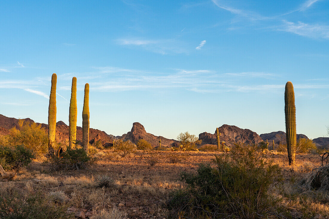 Saguaro cacti with the Plomosa Mountains in the Sonoran Desert near Quartzsite, Arizona.