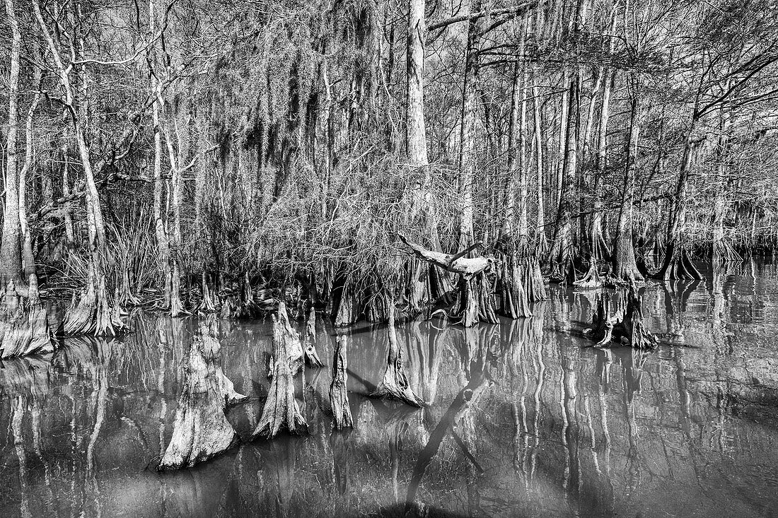 Zypressenknie und Sumpfzypressen im Dauterive-See im Atchafalaya-Becken oder -Sumpf in Louisiana