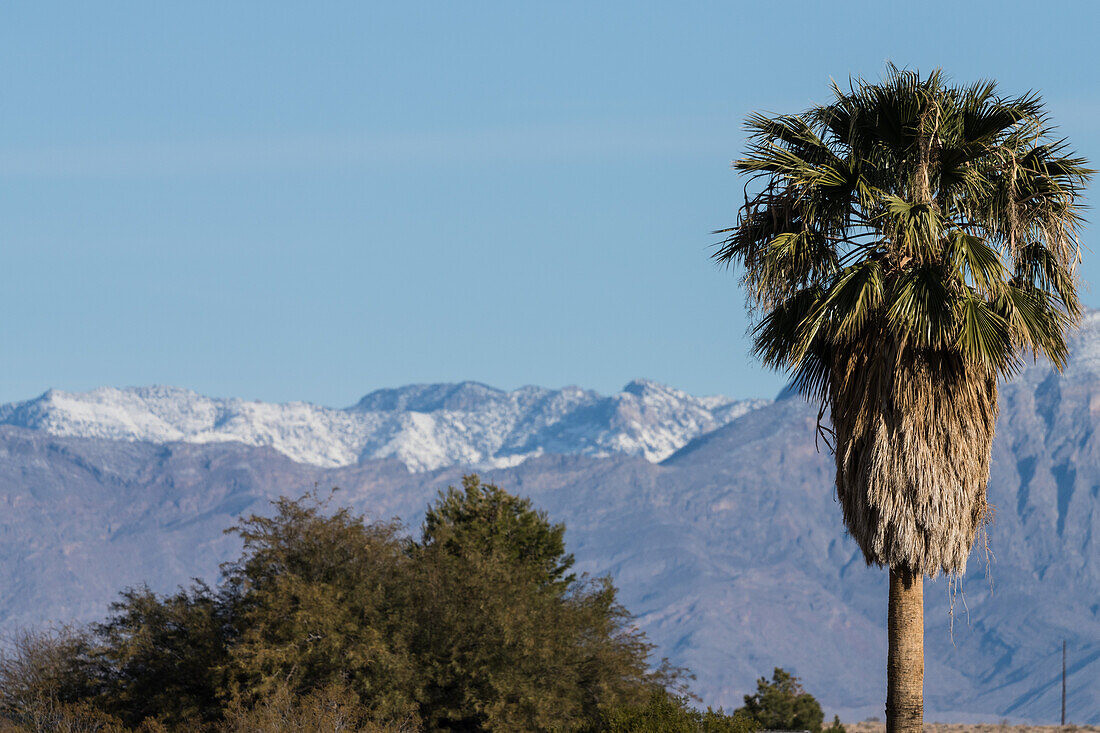 Kontrast zwischen einer Callifornia-Fächerpalme in der Wüste und den schneebedeckten Mormon Mountains im Hintergrund im Süden Nevadas