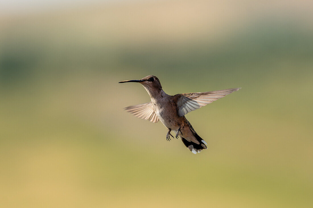 A female Black-chinned Hummingbird, Archilochus alexandri, hovering in flight.