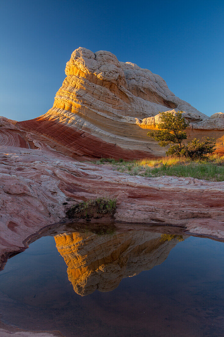 Lollipop Rock reflected in an ephemeral pool in the White Pocket, Vermilion Cliffs National Monument, Arizona.