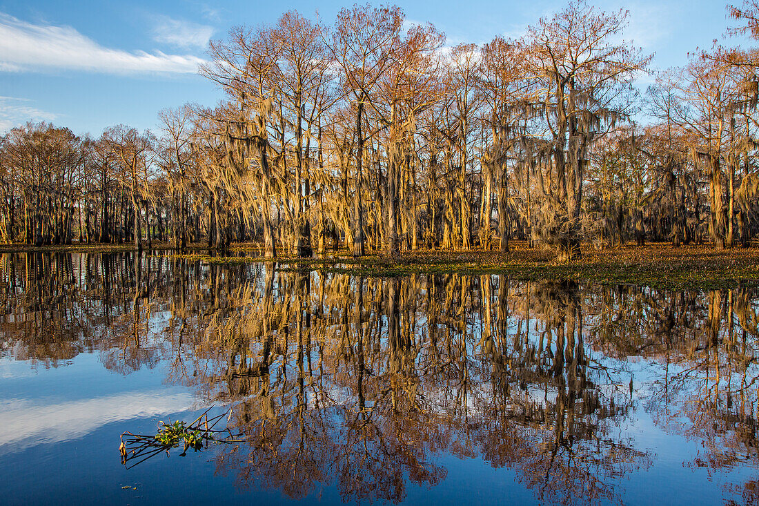 Bald cypress trees draped with Spanish moss reflected in a lake in the Atchafalaya Basin in Louisiana.
