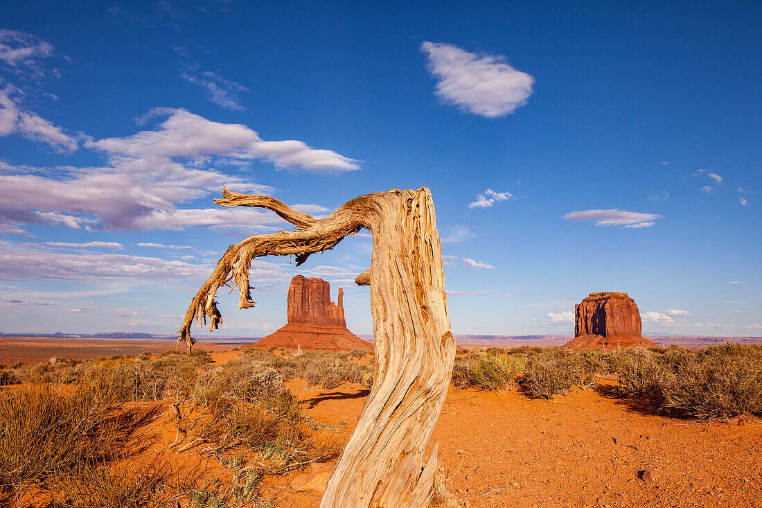 Ein abgestorbener Baum umrahmt die West Mitten Butte im Monument Valley Navajo Tribal Park in Arizona