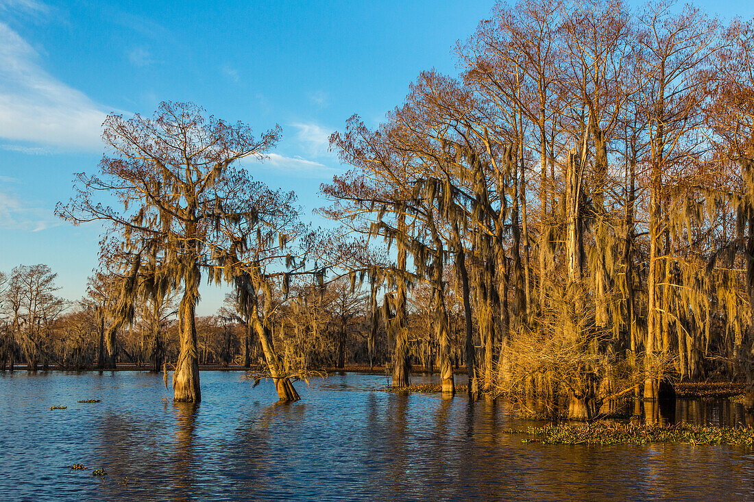 Golden sunrise light on bald cypress trees draped with Spanish moss in a lake in the Atchafalaya Basin in Louisiana.