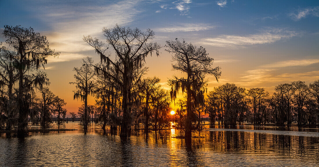 Colorful skies at sunrise over bald cypress trees in a lake in the Atchafalaya Basin in Louisiana.