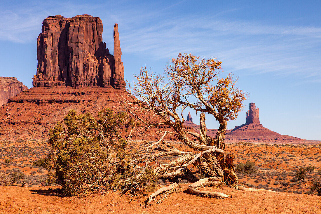 A Utah juniper tree in front of the West Mitten in the Monument Valley Navajo Tribal Park in Arizona.